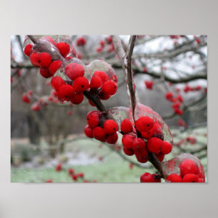 Póster Congelación de invierno y hielo en Berries Rojas