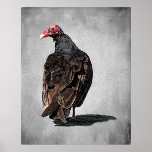 PÓSTER CONGELADOR DE VULTURA TURCA