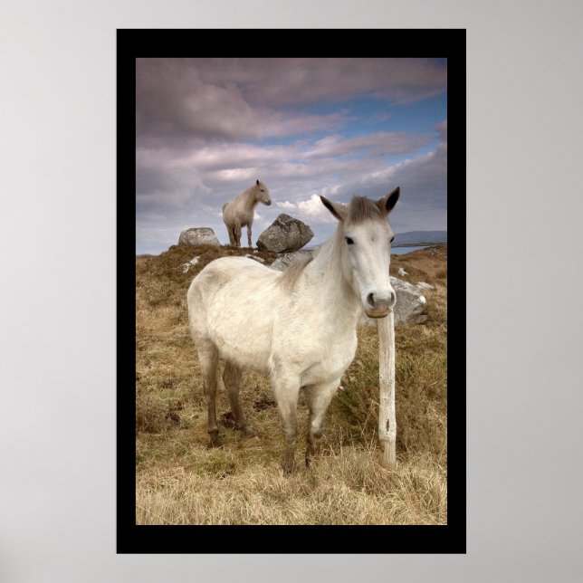 Póster Connemara Ponies. Poster por cARTerART (Frente)
