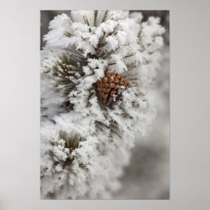 Póster Cono de pino de Lodgepole en invierno en Yellowsto