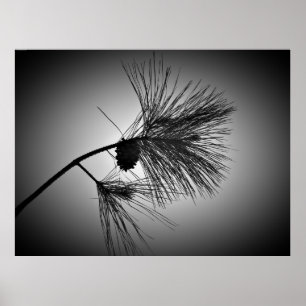 Póster Cono De Pino En La Rama - Noir,