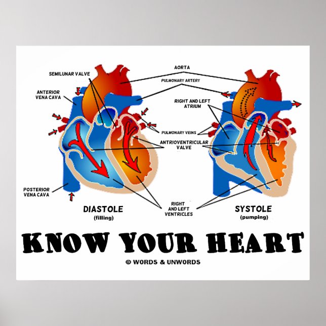 Póster Conoce tu corazón (Símbolo de Diastole) (Frente)