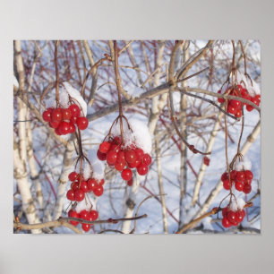 Póster Conos de la nieve de la cereza