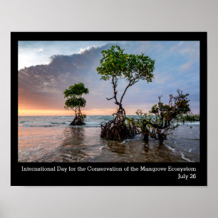 Póster Conservación del manglar, foto