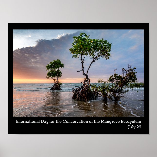 Póster Conservación del manglar, foto (Frente)