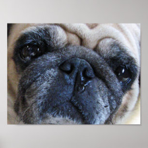 Póster Consiga el perro pronto enfermo bien del barro