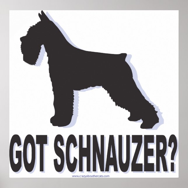 Póster consiguió schnauzer (Frente)