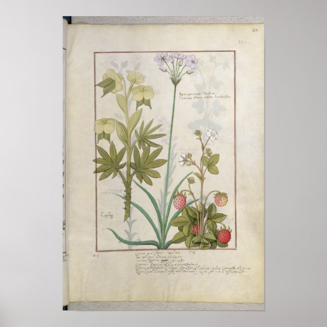 Póster Consiligo, Burreed y fresa (Frente)