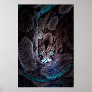 PÓSTER CONSTRICTOR DE BOA CURRIDO