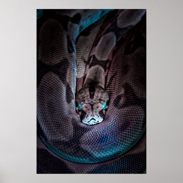 PÓSTER CONSTRICTOR DE BOA CURRIDO (Frente)