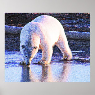 Póster Consumición del oso polar