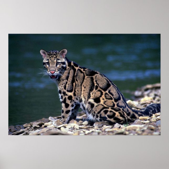 Póster Contacto de leopardo nublado (Frente)