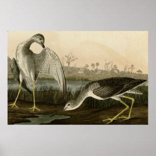 Póster Contar a Godwit