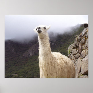 Póster Contemplando al poster de Llama
