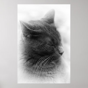 Póster Contemplar el magnífico gato imperioso gris