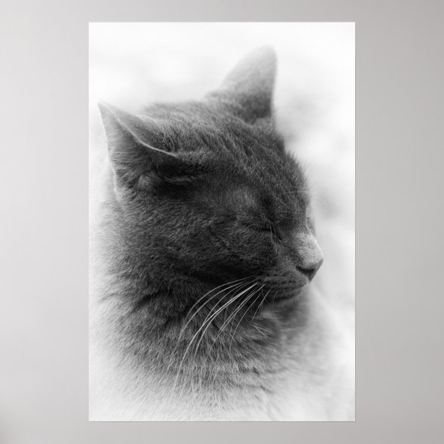 Póster Contemplar el magnífico gato imperioso gris (Frente)