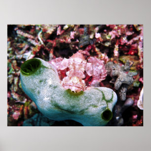 Póster Contraste Scorpionfish