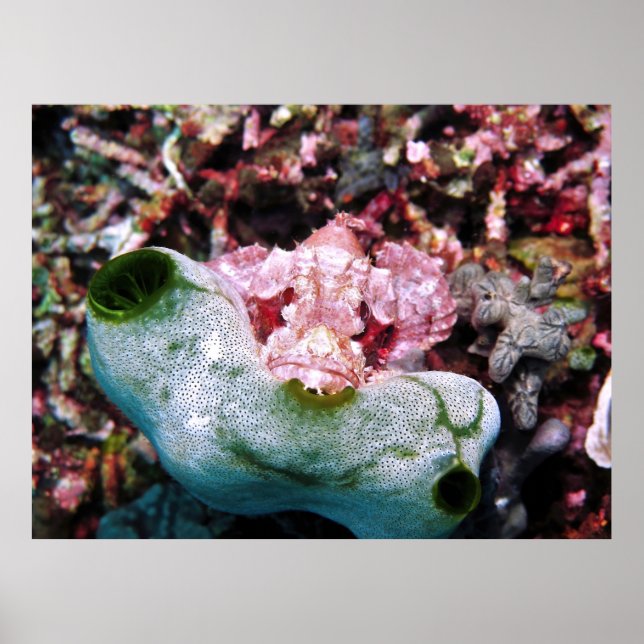 Póster Contraste Scorpionfish (Frente)
