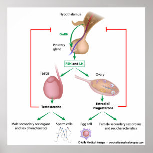 Póster Control hormonal de la pubertad en niños y chicas