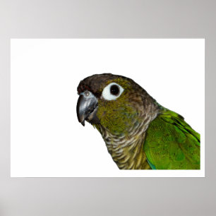 Póster Conure verde barato