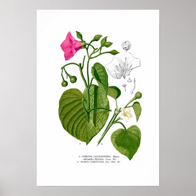 Póster Convolvulaceae spp (Frente)