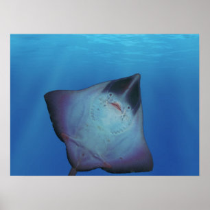 Póster Cool Ray