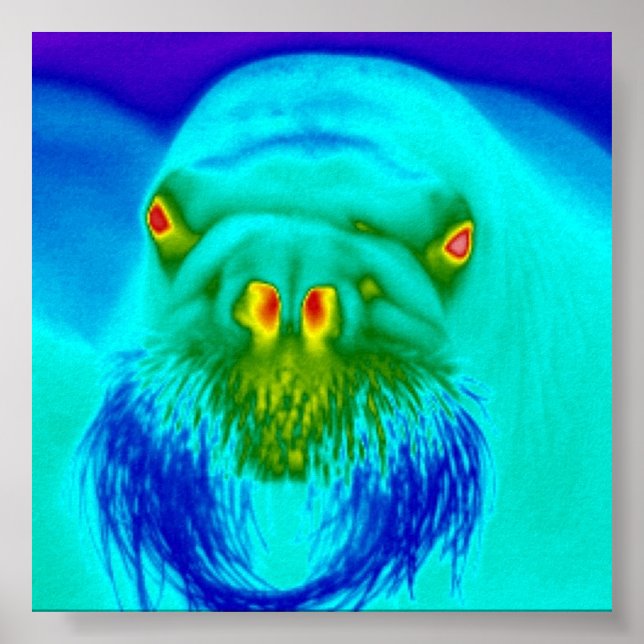 Póster cool walrus (Frente)