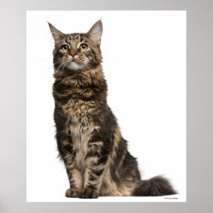 Póster Coon de Maine (8 meses) 2
