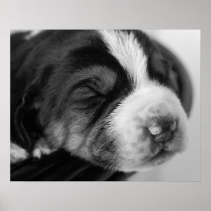 Póster Coonhound Puppy