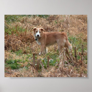 Póster Cooper