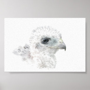 Póster Coopers Hawk Chick