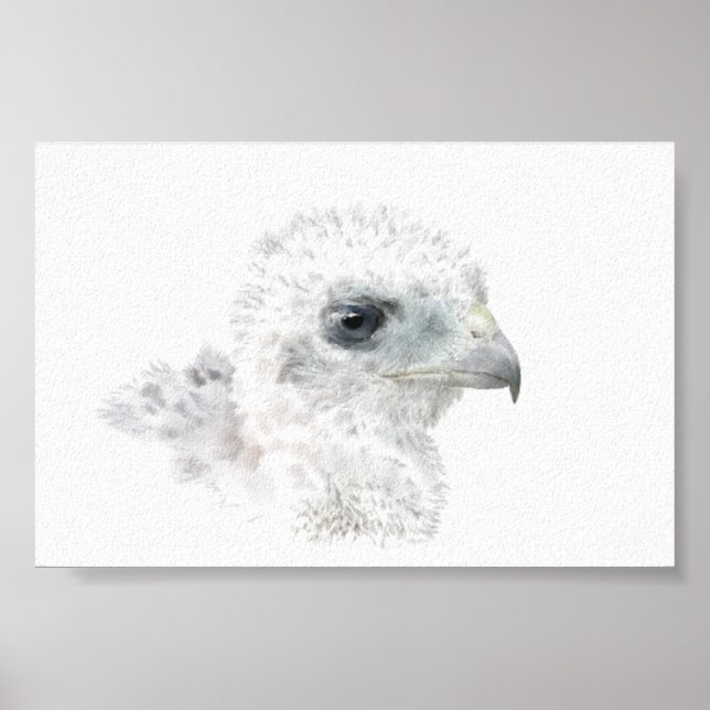 Póster Coopers Hawk Chick (Frente)