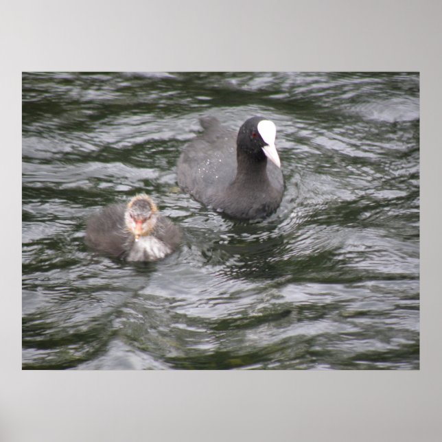Póster Coot and Chick Poster (Frente)