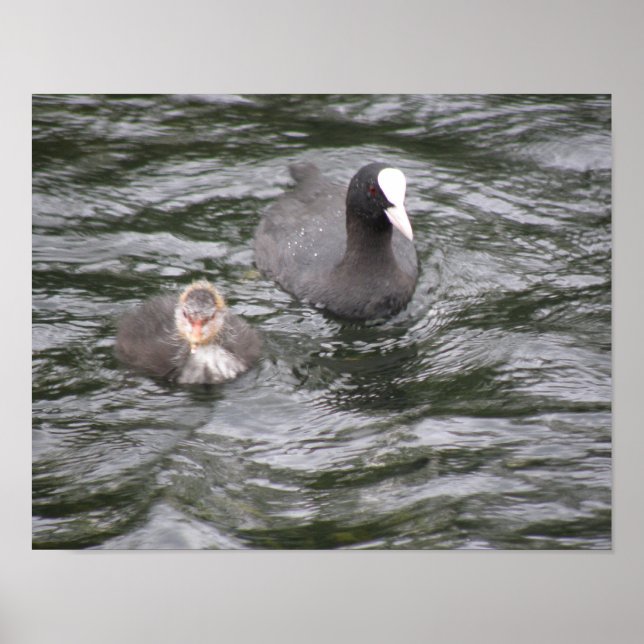 Póster Coot and Chick Poster (Frente)
