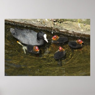 Póster Coots de corte