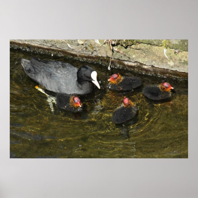 Póster Coots de corte (Frente)