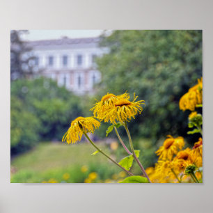 Póster Copenhague, Dinamarca, girasoles