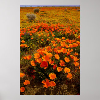 Póster Copos de Golden California
