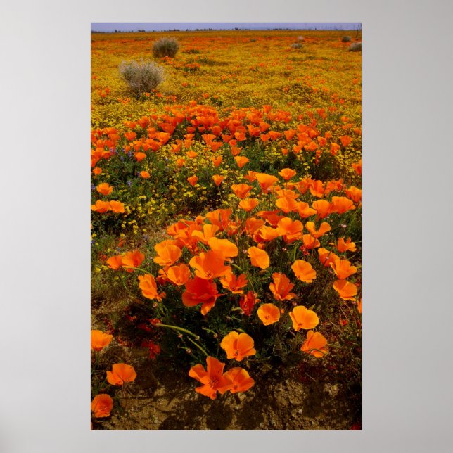 Póster Copos de Golden California (Frente)
