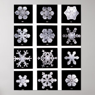 Póster Copos de nieve de Wilson Bentley