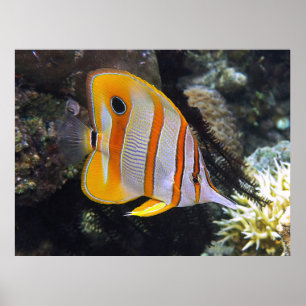 Póster Copperband Butflyfish