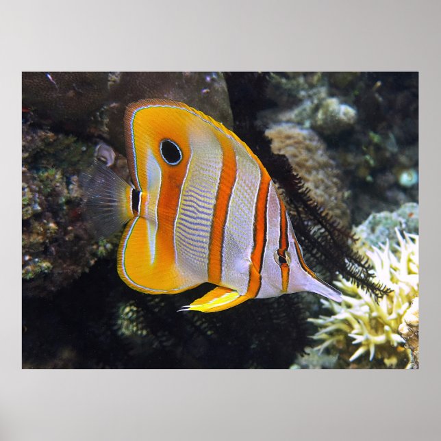 Póster Copperband Butflyfish (Frente)