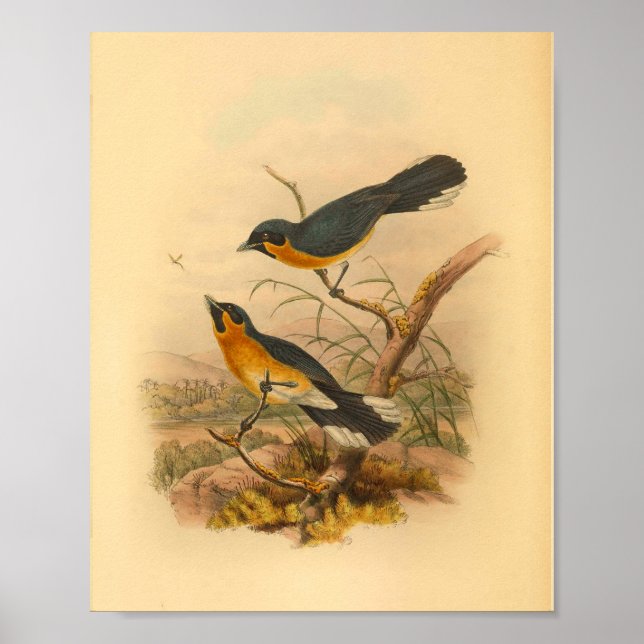 Póster Coppingers Flycatcher Bird Vintage (Frente)