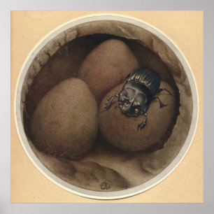 Póster COPRIS ESPAÑOLA - Ilustracion de libros de insecto