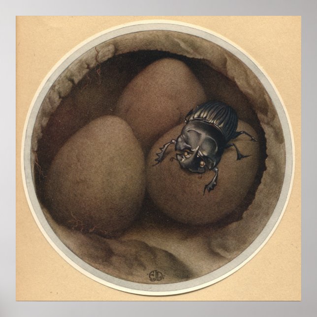 Póster COPRIS ESPAÑOLA - Ilustracion de libros de insecto (Frente)