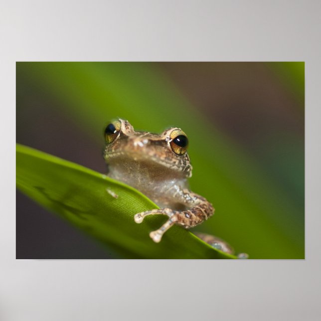 Póster Coqui común, Eleutherodactylus coqui, El (Frente)