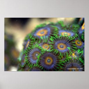Póster Coral 1 de Zoanthid