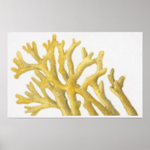 Póster Coral amarillo