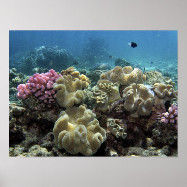 Póster Coral, arrecife de Agincourt, Gran Barrera de Cora (Frente)