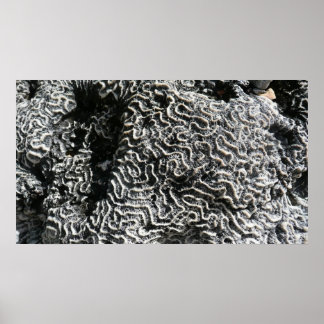 Póster Coral blanco y negro I Resumen foto natural